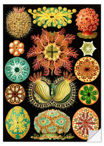 Wall sticker Ascidians, Ascidiae (Art Forms in Nature, 1899)