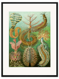 Gerahmter Kunstdruck Ringelwürmer, Chaetopoda (Kunstformen der Natur, 1899)