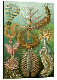 Magnettafel Ringelwürmer, Chaetopoda (Kunstformen der Natur, 1899)