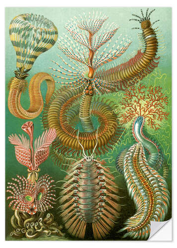 Wall sticker Annelids, Chaetopoda (Art Forms in Nature, 1899)