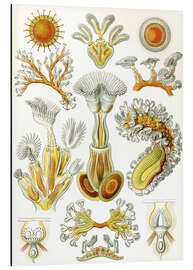 Aluminium print Moss Animals, Bryozoa (Art Forms in Nature, 1899)