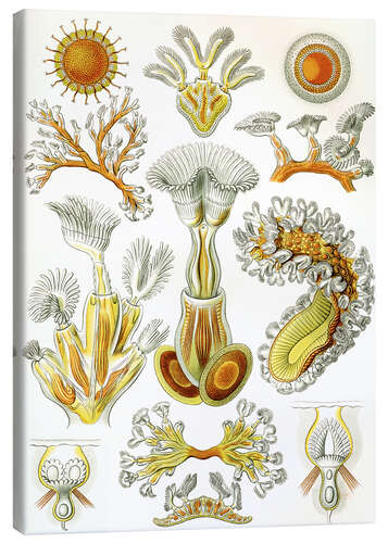 Stampa su tela Briozoi, Bryozoa (Le forme d'arte della natura, 1899)