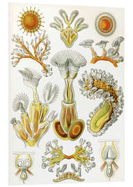 Hartschaumbild Moostierchen, Bryozoa (Kunstformen der Natur, 1899)