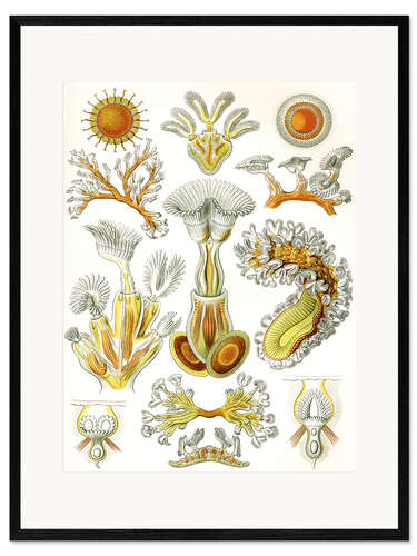 Impresión de arte enmarcada Briozoos, Bryozoa (Obras de arte de la naturaleza, 1899)