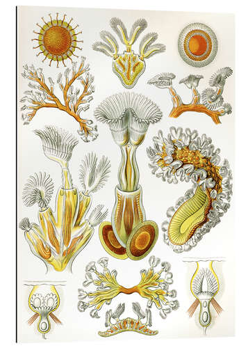 Galleritryck Mossdjur, Bryozoa (Naturens konstformer, 1899)