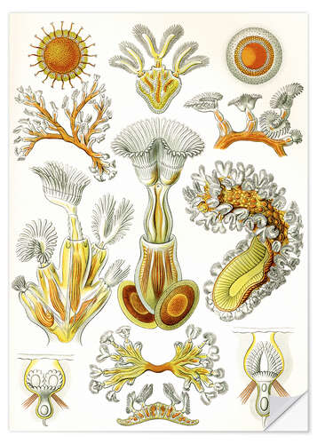 Wall sticker Moss Animals, Bryozoa (Art Forms in Nature, 1899)