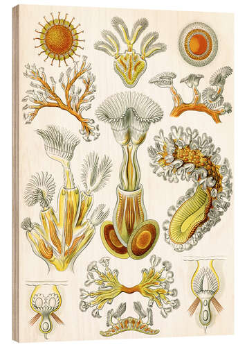 Wood print Moss Animals, Bryozoa (Art Forms in Nature, 1899)