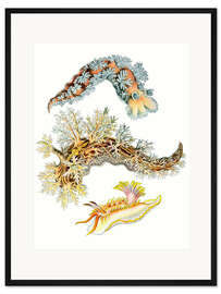 Gerahmter Kunstdruck Nacktkiemer, Nudibranchia (Detail, Kunstformen der Natur, 1899) II