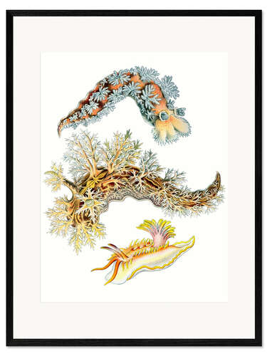Impression artistique encadrée Limaces de mer, Nudibranchia (détail, Formes artistiques de la nature, 1899) II