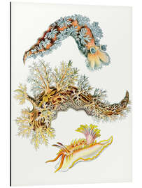 Magnettafel Nacktkiemer, Nudibranchia (Detail, Kunstformen der Natur, 1899) II