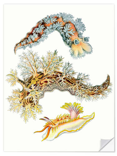 Wall sticker Nudibranchs, Nudibranchia (detail, Art Forms in Nature, 1899) II