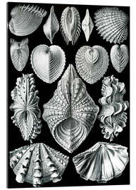 Tableau en verre acrylique Bivalves, Acephala Bivalvia (Formes artistiques de la nature, 1899)