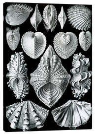 Canvas print Acephala Bivalvia (Art Forms in Nature, 1899)