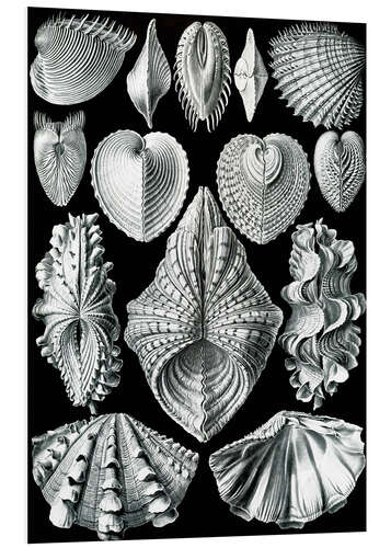 Tableau en PVC Bivalves, Acephala Bivalvia (Formes artistiques de la nature, 1899)