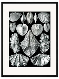 Gerahmter Kunstdruck Muscheln, Acephala Bivalvia (Kunstformen der Natur, 1899)