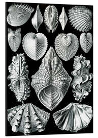 Magnettafel Muscheln, Acephala Bivalvia (Kunstformen der Natur, 1899)