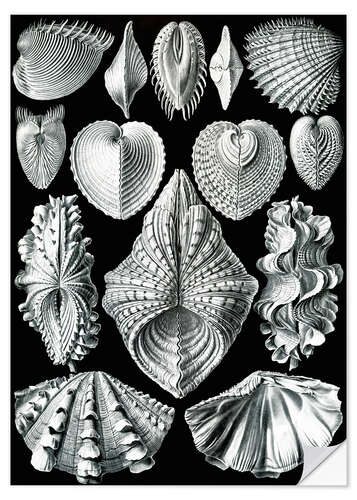 Sticker mural Bivalves, Acephala Bivalvia (Formes artistiques de la nature, 1899)