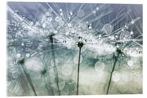 Acrylic print Blowball Bokeh Boogie.... (II)