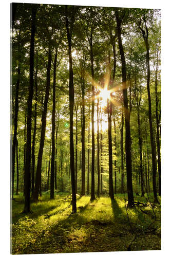 Acrylglasbild Wald im Sonnenuntergang