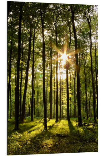 Aluminium print Forest in Sunset