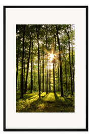 Gerahmter Kunstdruck Wald im Sonnenuntergang