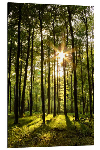 Galleriataulu Forest in Sunset