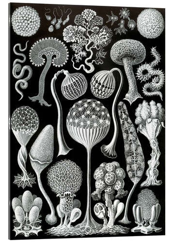 Acrylglas print Slijmzwammen, Mycetozoa (Kunstvormen der natuur, 1899)
