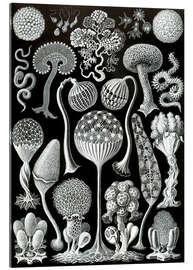 Cuadro de metacrilato Mixomicetos, Mycetozoa (Obras de arte de la naturaleza, 1899)