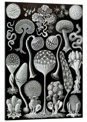 Stampa su alluminio Micetozoi, Mycetozoa (Le forme d'arte della natura, 1899)