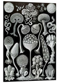 Stampa su alluminio Micetozoi, Mycetozoa (Le forme d'arte della natura, 1899)