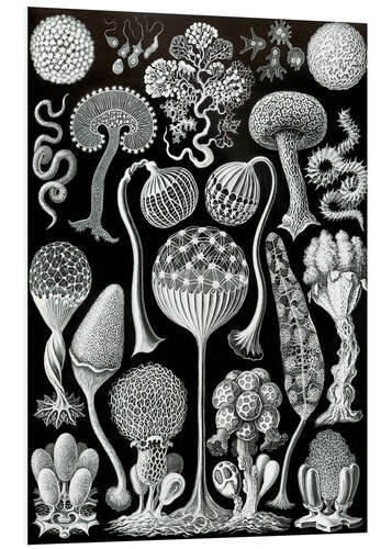 Cuadro de PVC Mixomicetos, Mycetozoa (Obras de arte de la naturaleza, 1899)