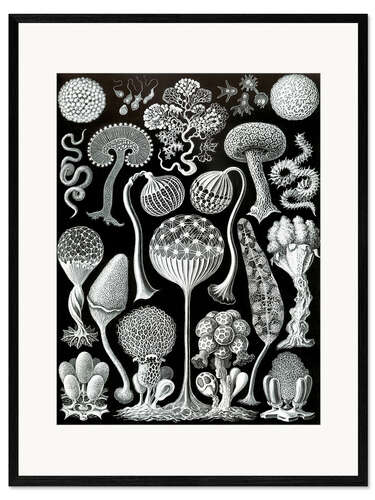 Kehystetty taidepainatus Limasienet, Mycetozoa (Art Forms in Nature, 1899)