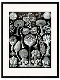 Kehystetty taidepainatus Limasienet, Mycetozoa (Art Forms in Nature, 1899)