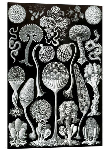 Gallery print Slime Molds, Mycetozoa (Art Forms in Nature, 1899)