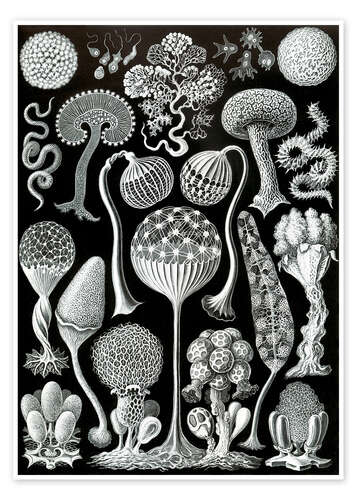 Poster Schleimpilze, Mycetozoa (Kunstformen der Natur, 1899)