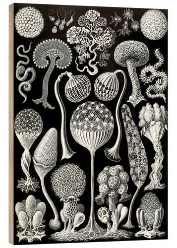 Puutaulu Limasienet, Mycetozoa (Art Forms in Nature, 1899)