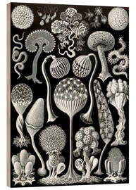 Puutaulu Limasienet, Mycetozoa (Art Forms in Nature, 1899)