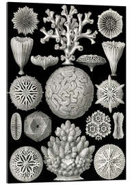 Acrylic print Hexacorallia (Art Forms in Nature, 1899)