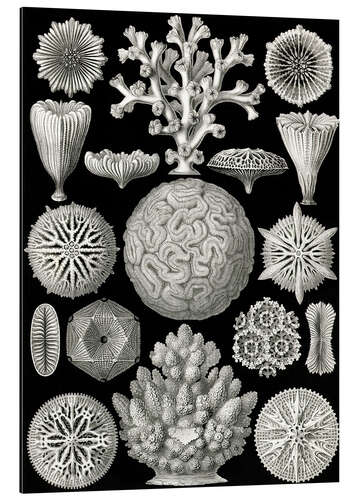 Aluminium print Hexacorallia (Art Forms in Nature, 1899)