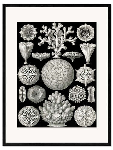 Impression artistique encadrée Coraux hexacoralliaires, Hexacorallia (Formes artistiques de la nature, 1899)