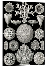 Magnettafel Sechsstrahlige Blumentiere, Hexacorallia (Kunstformen der Natur, 1899)