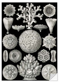 Wall sticker Hexacorallia (Art Forms in Nature, 1899)