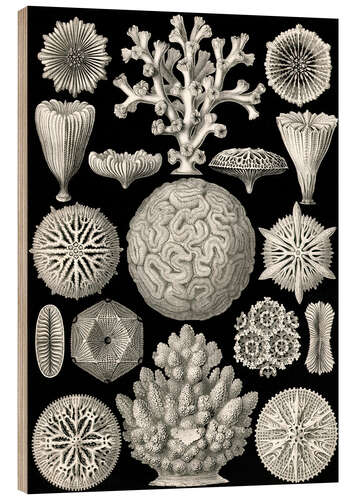 Wood print Hexacorallia (Art Forms in Nature, 1899)