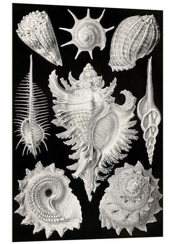 Foam board print Prosobranchia (Art Forms in Nature, 1899)