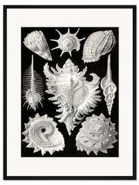 Gerahmter Kunstdruck Vorderkiemerschnecken, Prosobranchia (Kunstformen der Natur, 1899)