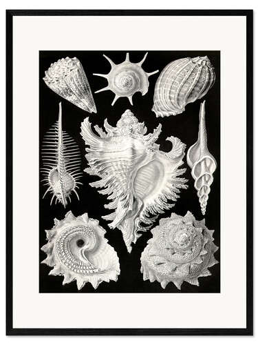 Kehystetty taidepainatus Prosobranchia (Art Forms in Nature, 1899)