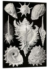 Magnettafel Vorderkiemerschnecken, Prosobranchia (Kunstformen der Natur, 1899)