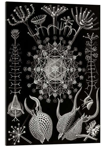 Acrylic print Phaeodaria (Art Forms in Nature, 1899)