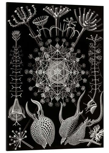 Tableau en aluminium Phaeodaria (Formes artistiques de la nature, 1899)