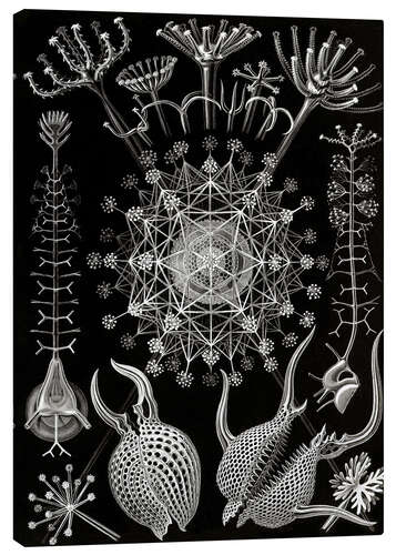 Canvas print Phaeodaria (Art Forms in Nature, 1899)